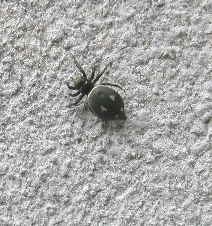 Heliophanus sp.